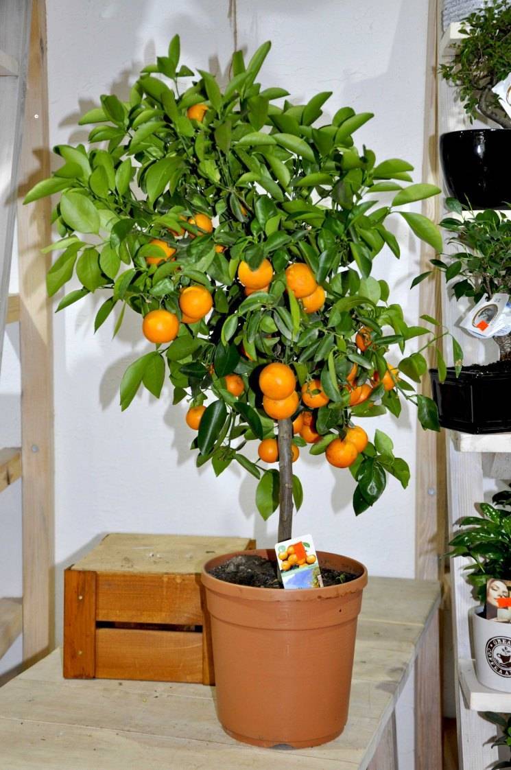 Мандариновое дерево: уход в домашних условиях - полив, освещение, удобрения, обрезка