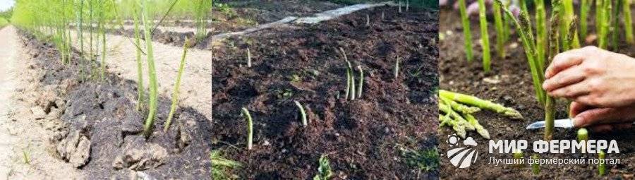 Спаржа – выращивание рассады из семян, посадка в открытый грунт и уход