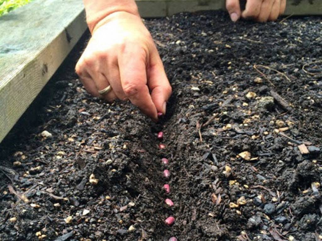 Посадка бобов и уход за ними в открытом грунте - как выращивать бобы на участке и получить богатый урожай