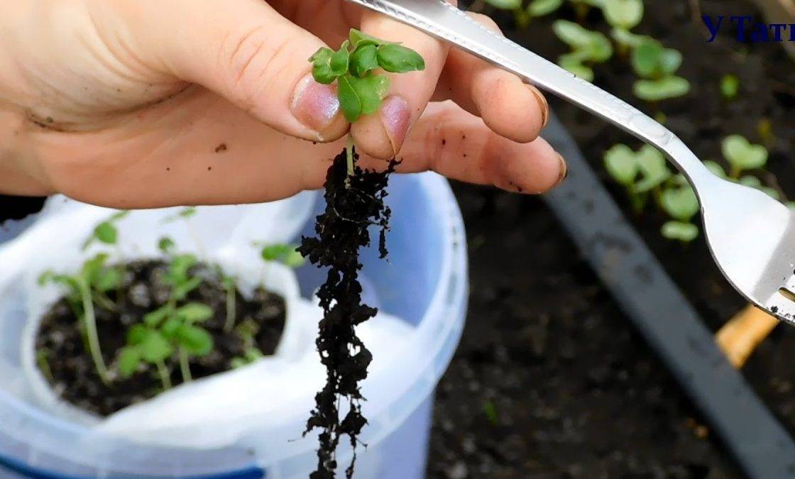 Как сажать базилик в открытый грунт и выращивать в домашних условиях на подоконнике