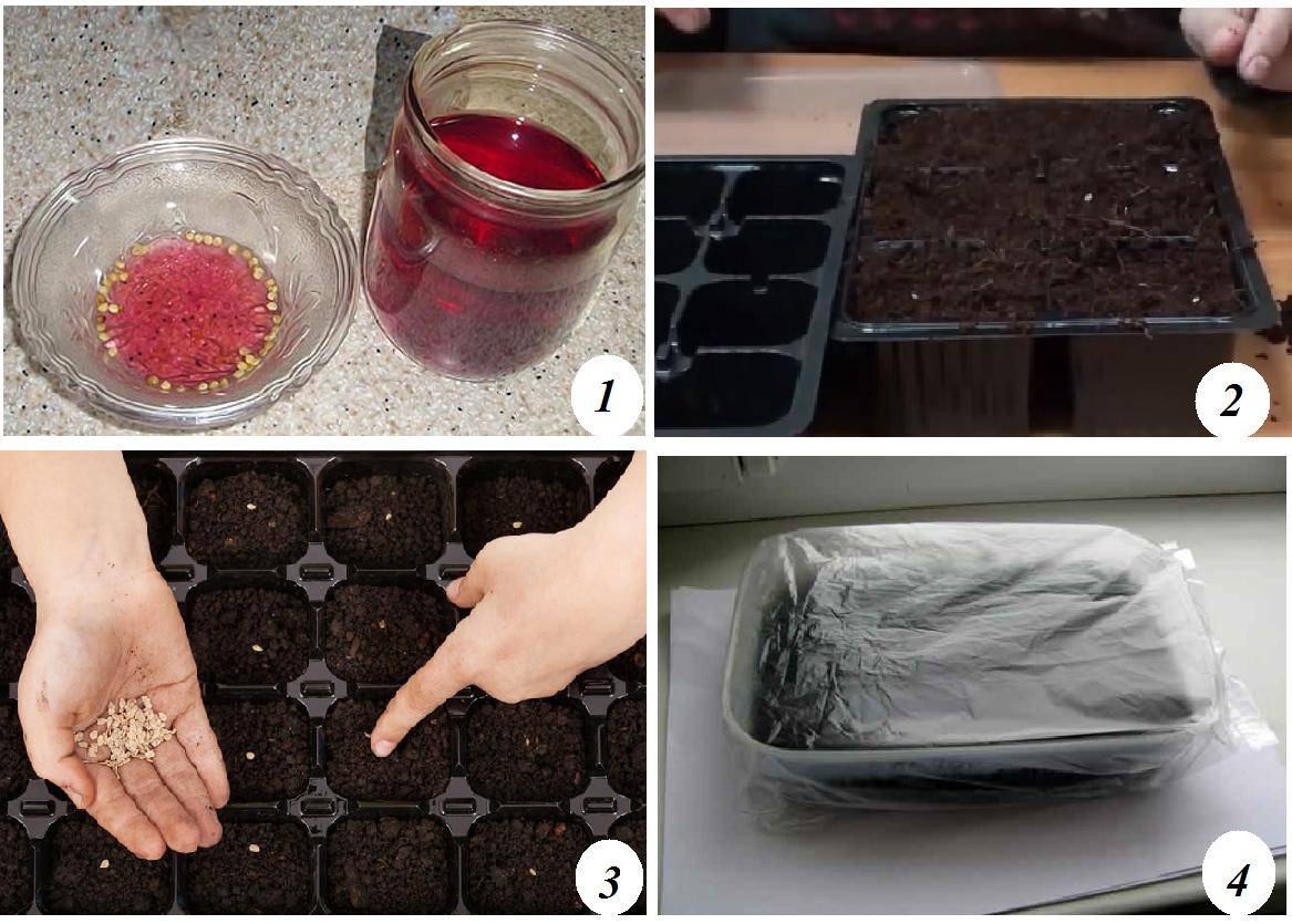 Подготовка семян помидор к посадке: как подготовить, обработка, замачивание