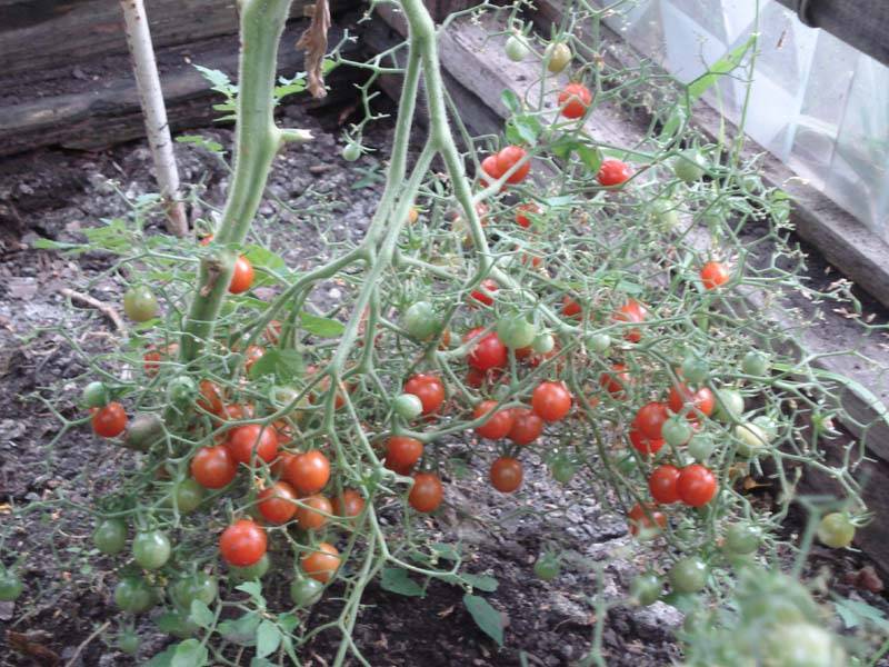 ᐉ томаты "карамель красная" f1: уникальное описание сорта помидор, урожайность, борьба с вредителями и плюсы выращивания - orensad198.ru