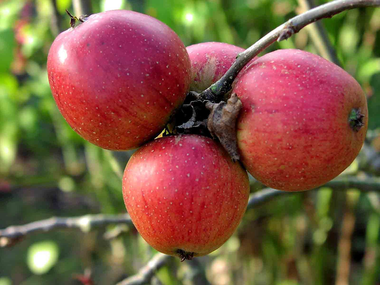 Универсальный сорт яблок с повышенным содержанием витаминов — успенский