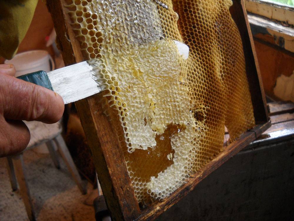 Что такое пчелиный забрус, польза и вред продукта