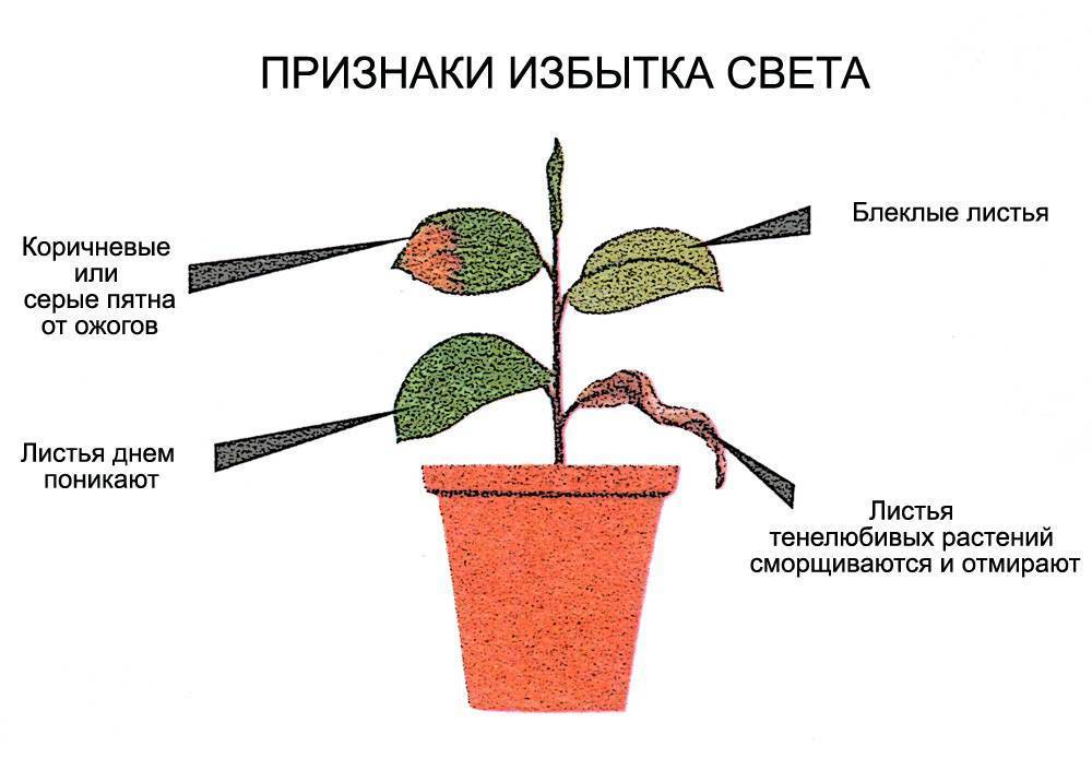 Выращивание фуксии и уход за растением в домашних условиях