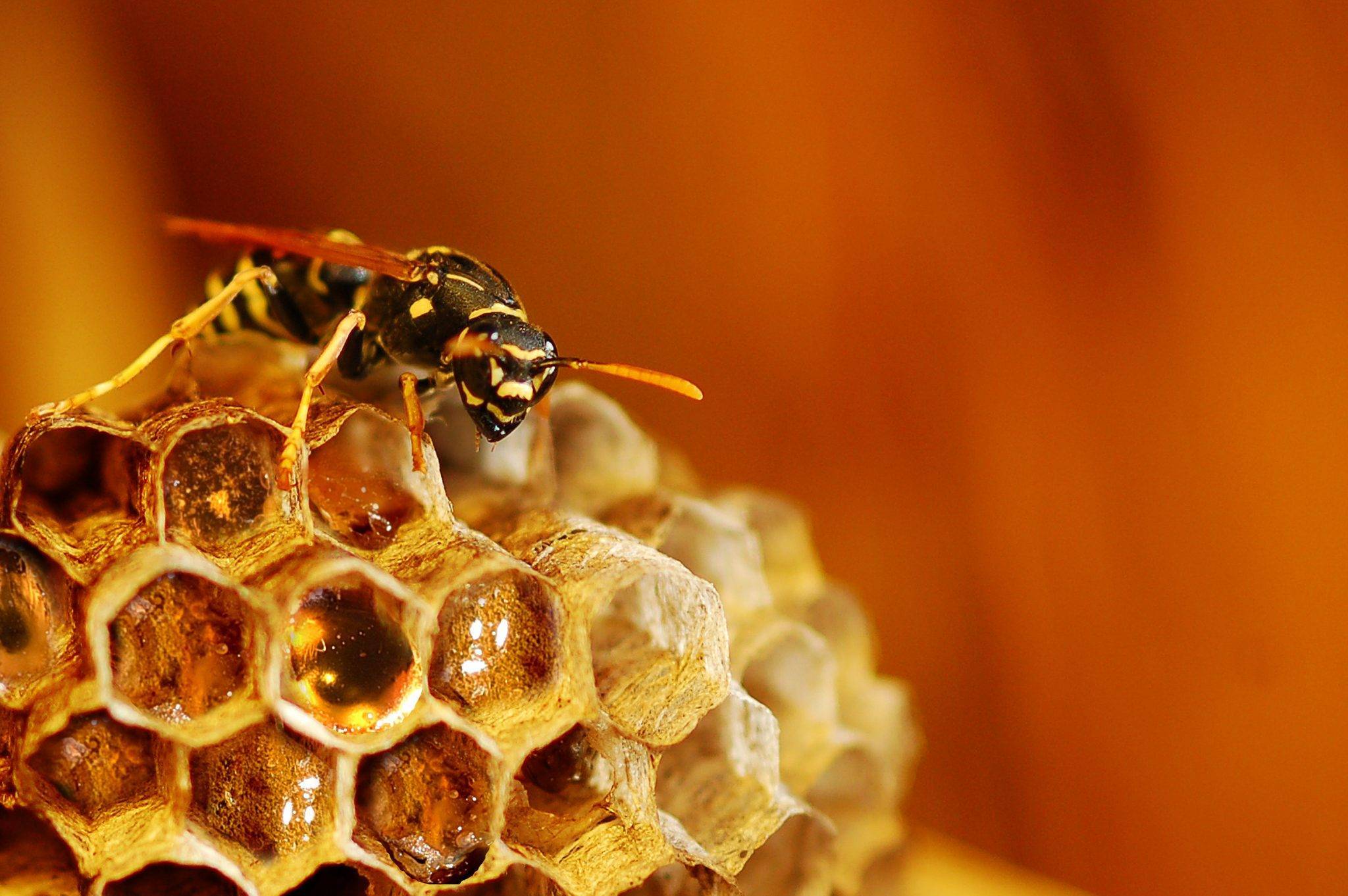 Осиный мед и его особенности. собирают ли осы мед?