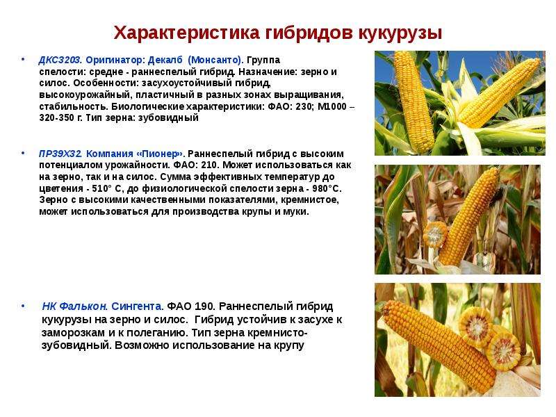 Какой нужен сорт кукурузы для попкорна: как называется и выглядит, где растет