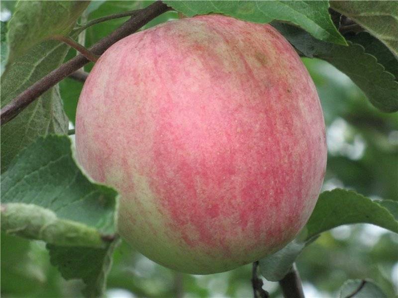 Сорт яблони память ульянищева: описание и подробная характеристика, особенности выращивания