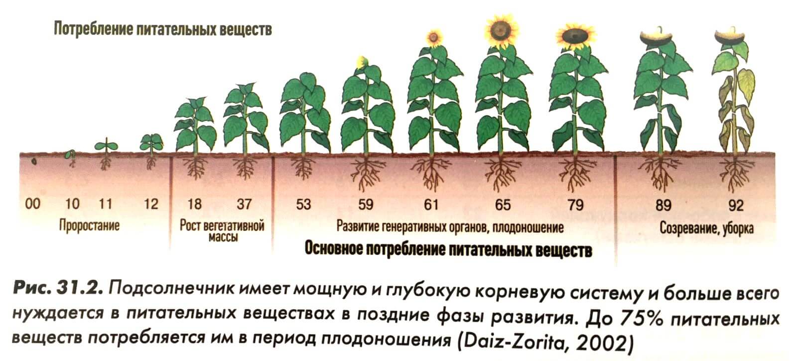 ᐉ овощ горох: посадка и уход в открытом грунте, фото, выращивание из семян, уборка и хранение - roza-zanoza.ru