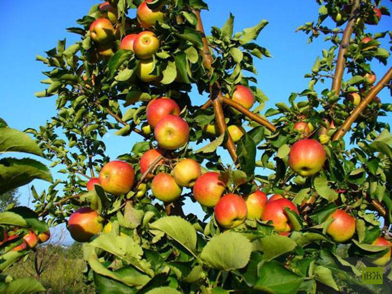 О яблоне жигулевское: описание сорта, характеристики, агротехника, выращивание