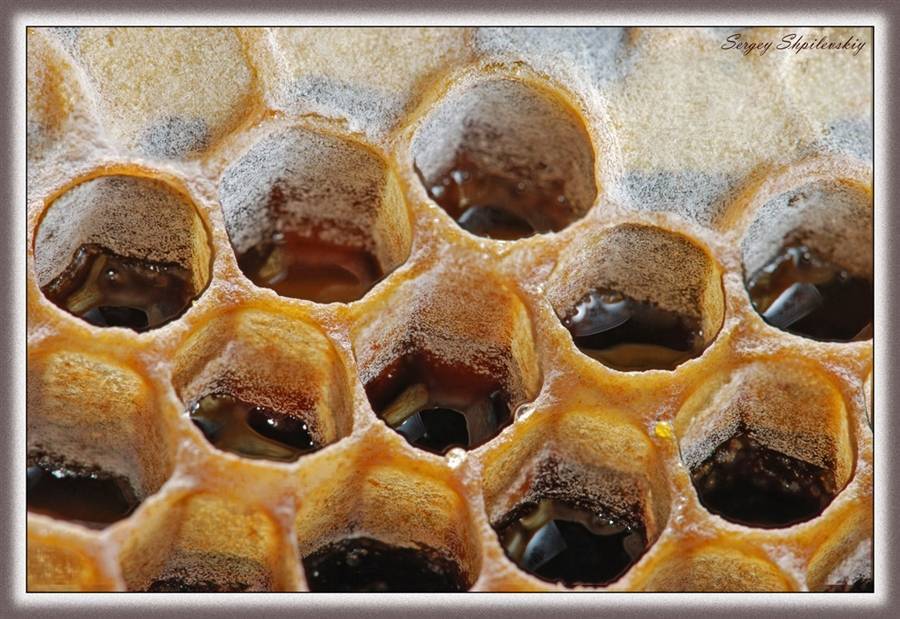 Свойства и применение мёда в сотах