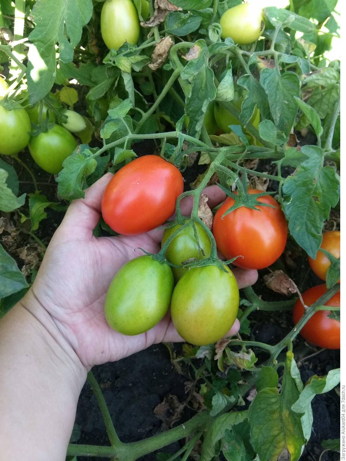 Сорт томатов дамский угодник: характеристики и агротехника выращивания