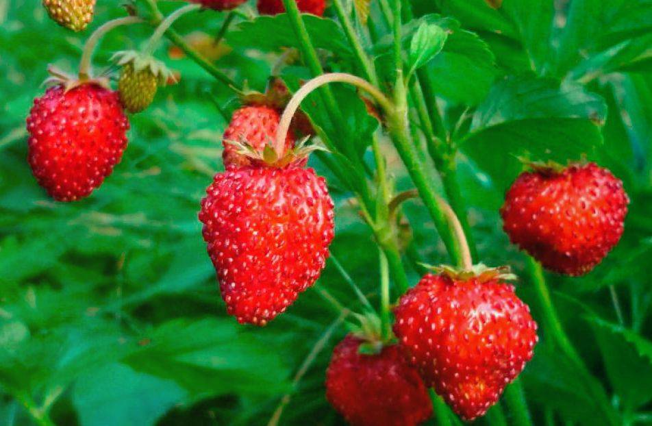 Клубника рубиновый кулон: описание сорта, выращивание и уход