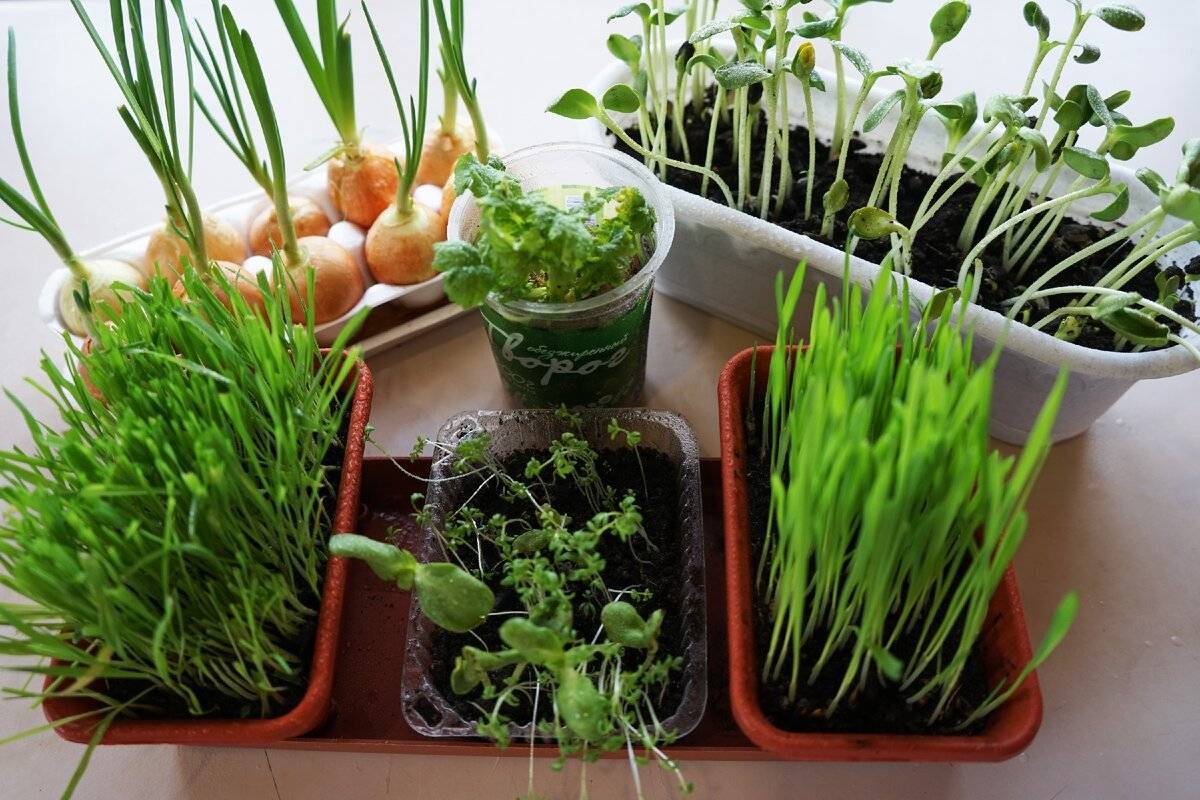 Как вырастить укроп на подоконнике из семян в домашних условиях