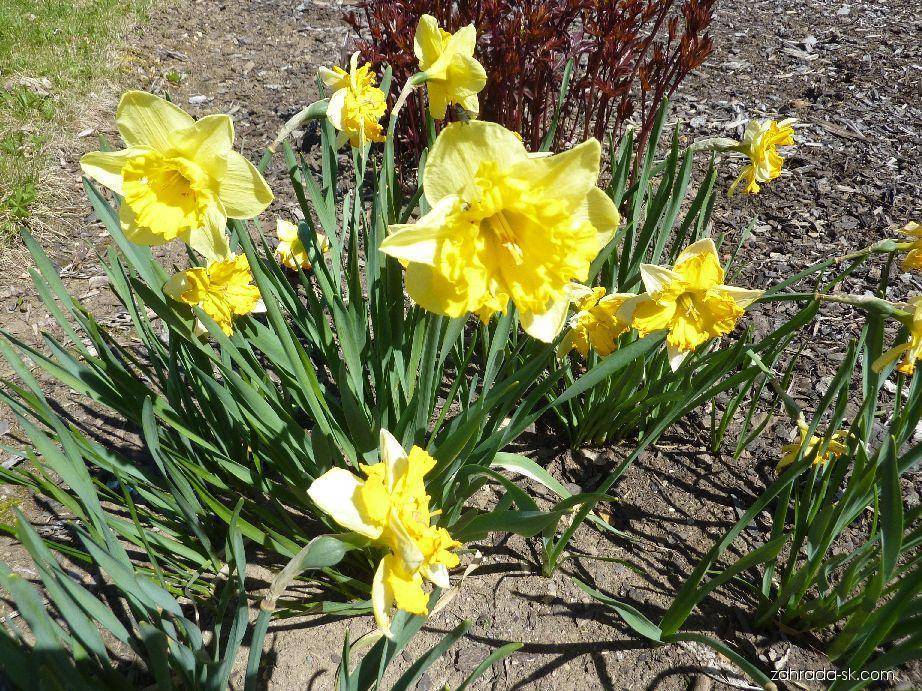 Нарциссы: посадка, уход и выращивание в саду