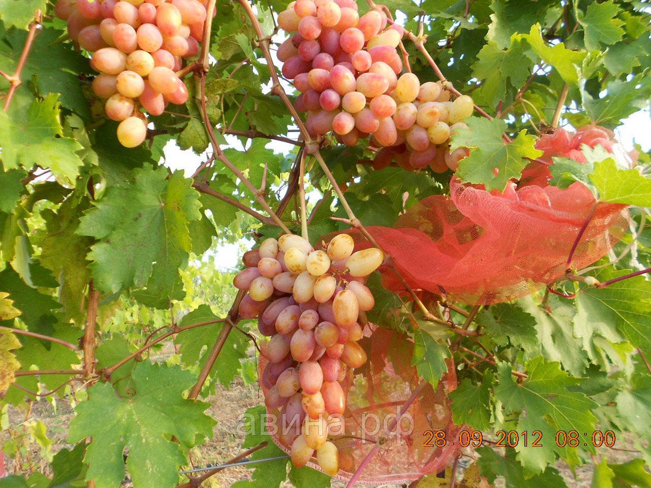 Сорт винограда «кишмиш лучистый» описание с фото