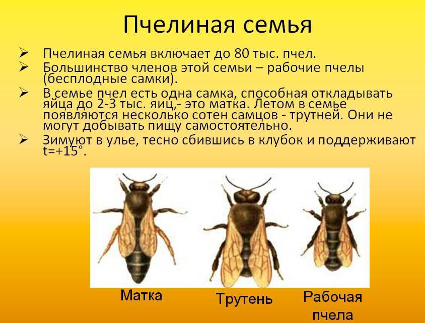Как выглядят пчелы трутни, фото, описание, характериситка