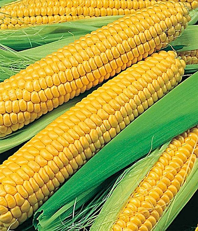 10 лучших сортов сахарной кукурузы для выращивания
