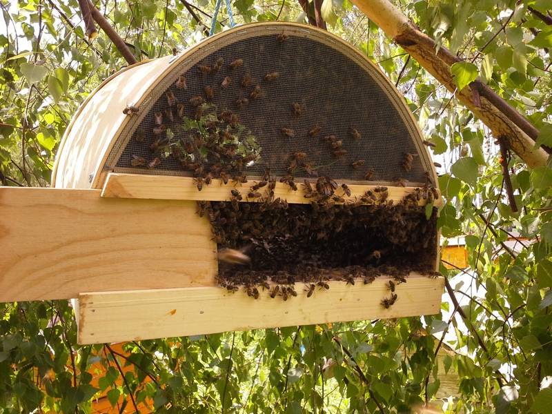 Ловушка для пчел своими руками: изготовление, установка и снятие