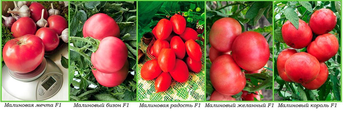Томаты «малиновая империя f1»: описание сорта, особенности выращивания