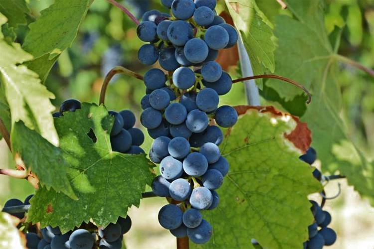 Сорт винограда санджовезе | блог сомелье