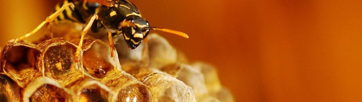Осиный мед — как они его делают и можно ли его есть