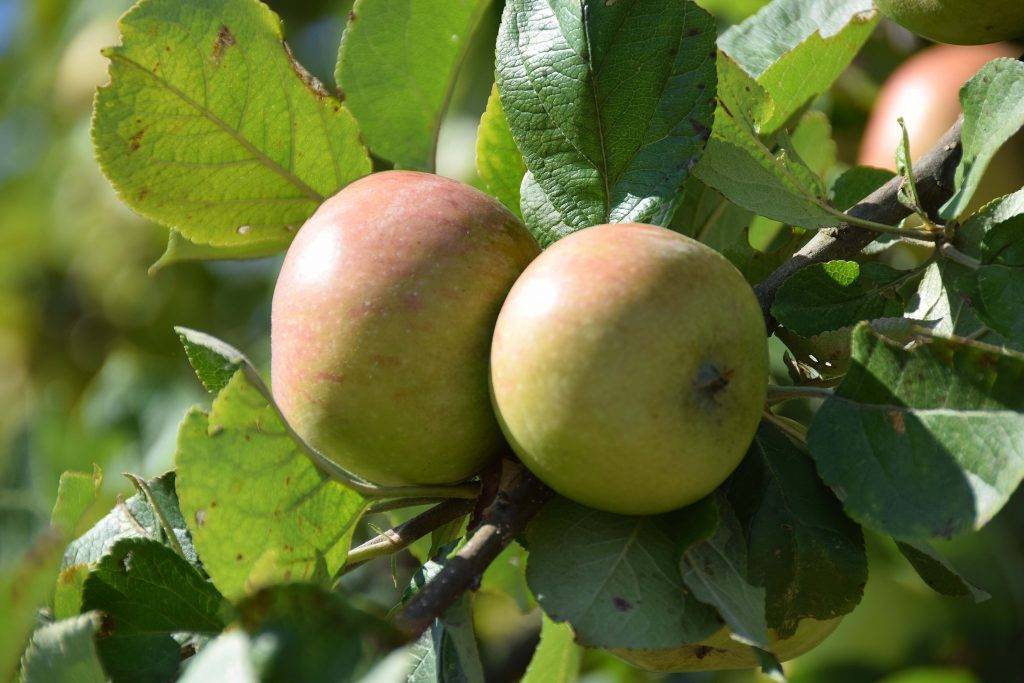 Описание и характеристики яблони сорта Строевское, тонкости выращивания