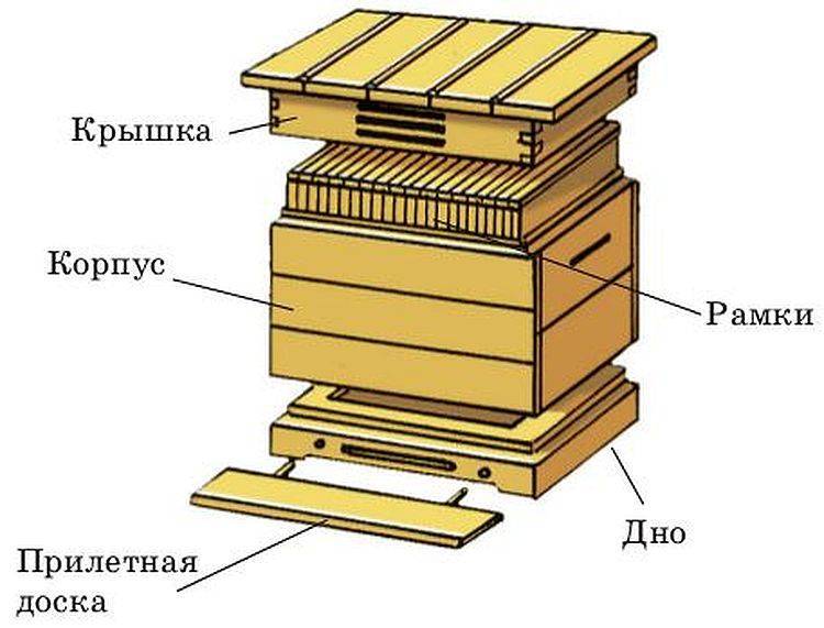 Строение и ценность дикого улья: стороение, характиристика улья, переселение диких пчел в улей