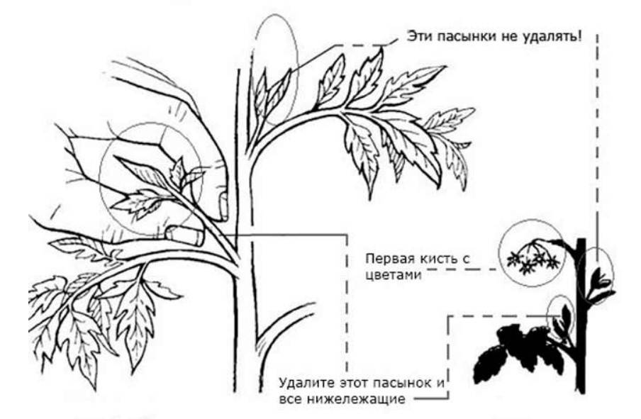 Схема пасынкование помидоров в теплице