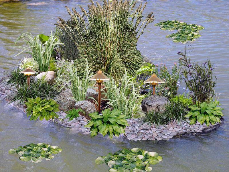 Растения для пруда на даче: названия, виды, особенности, совместимость, фото