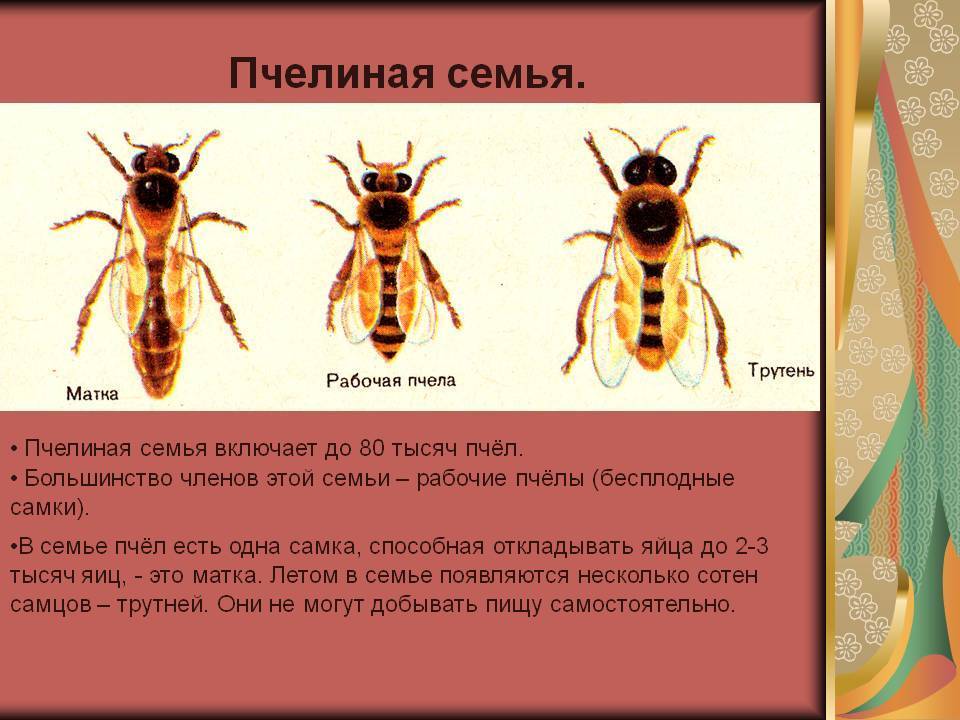 Сколько живут осы – открываем секреты насекомых