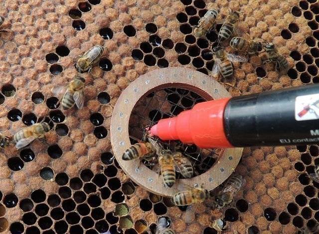 Как быстро найти матку в улье начинающему пчеловоду и не только