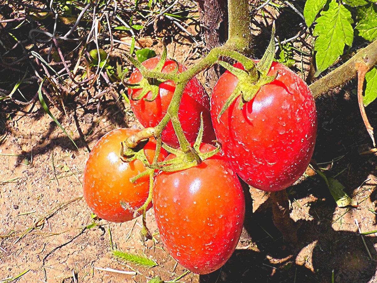 Сорта помидоров, наиболее приемлемые для выращивания в донецкой, харьковской и луганской области