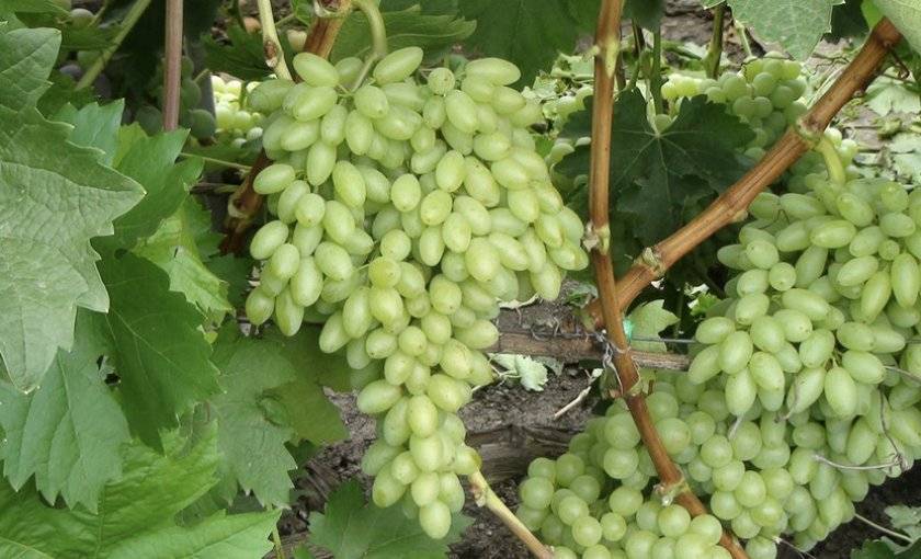 Виноград "столетие": описание сорта, фото, отзывы