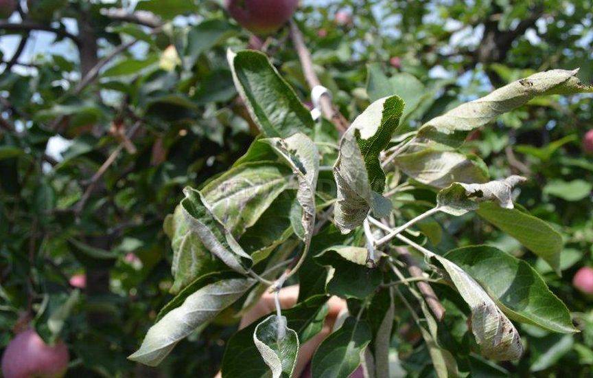 У яблони засыхают ветки: причины и способы вылечить дерево от гибели