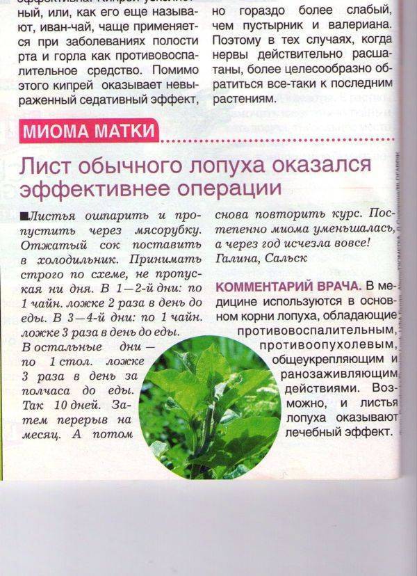Мурайя: польза и вред, лечебные свойства, фото | zaslonovgrad.ru