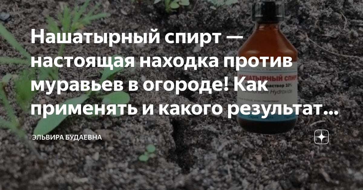 Подкормка болгарского перца нашатырным спиртом: как и когда правильно вносить удобрение