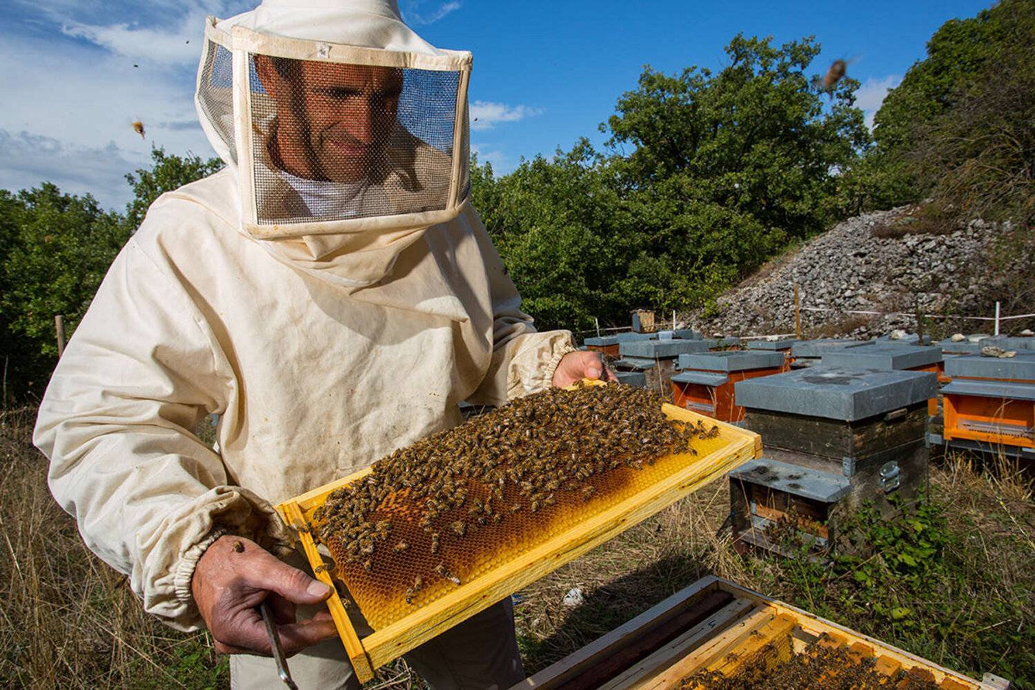 Профессиональное и любительское пчеловодство