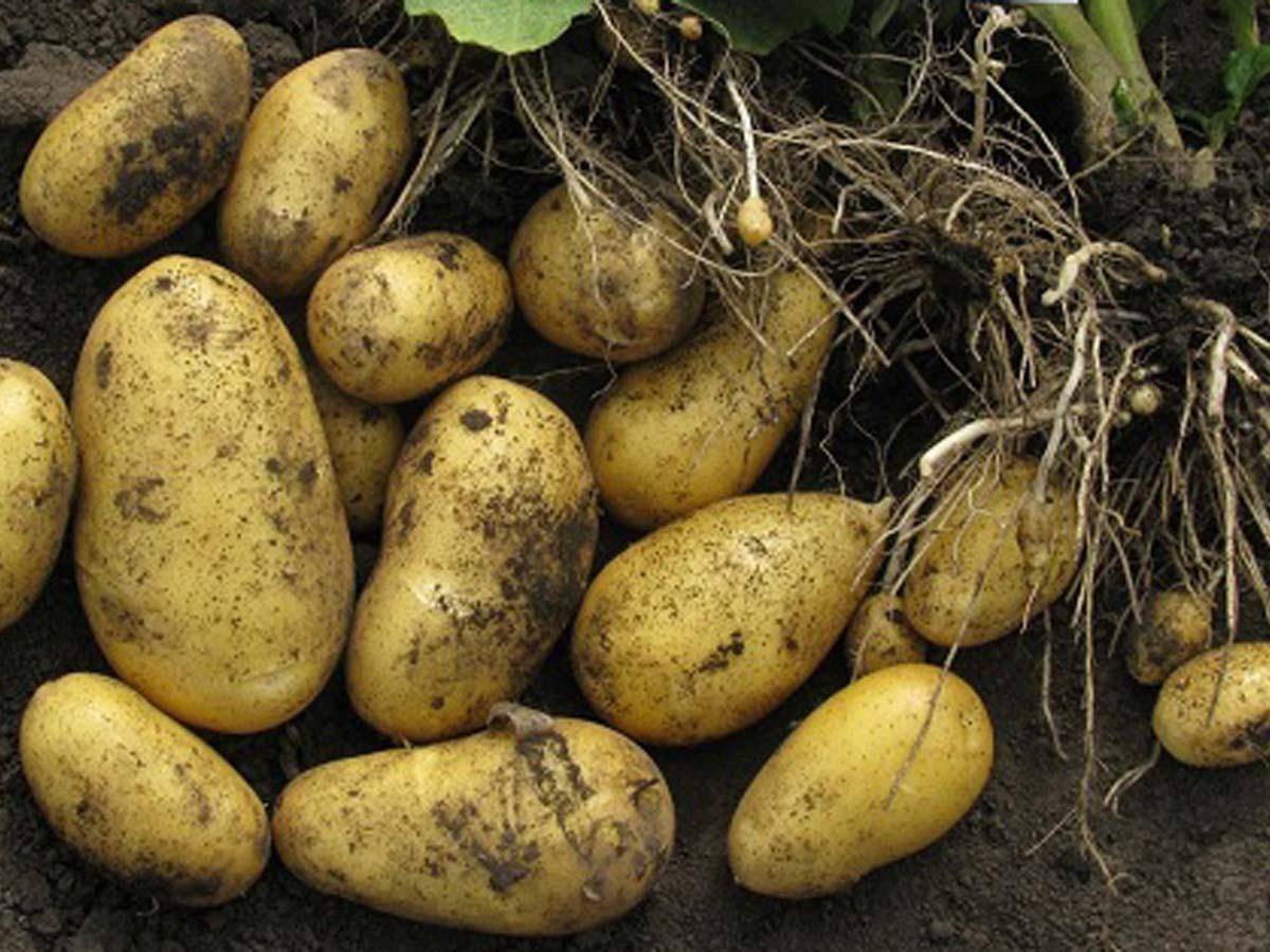 Картофель коломбо: описание и характеристики сорта - сайт о картофеле