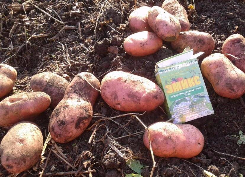 Картофель манифест: описание сорта, фото, отзывы, урожайность, выращивание