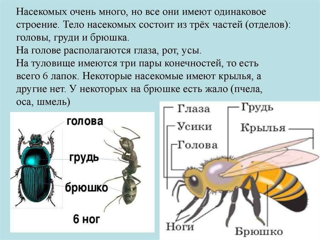 Кто такие осы: описание и виды, где живут в природе, как выглядят, продолжительность жизни и размножение, фото