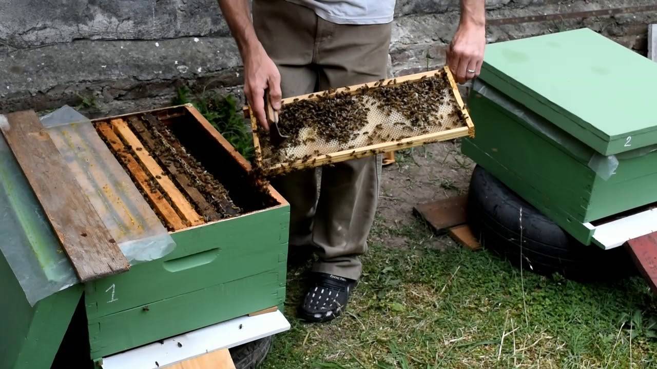 Пересаживаем пчел из пчелопакета в улей