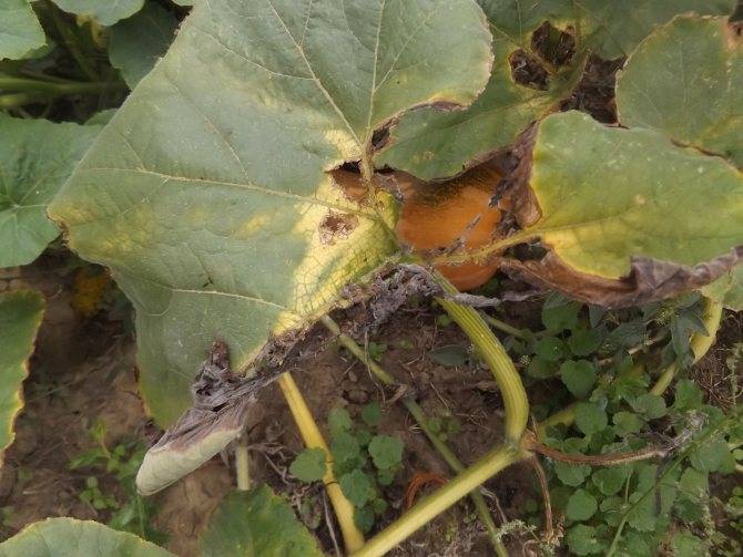 Выращивание дыни – проще, чем кажется! как вырастить дыню: посев, уход, подкормки, защита от вредителей и болезней - секреты садоводов