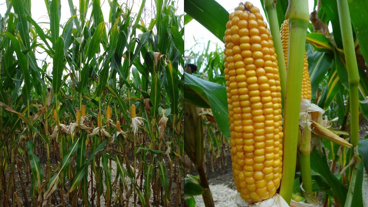 Особенности выращивания кукурузы попкорн и лучшие сорта