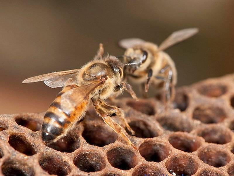 Как зимуют пчелы в природе и ульях: что делают и чем питаются?