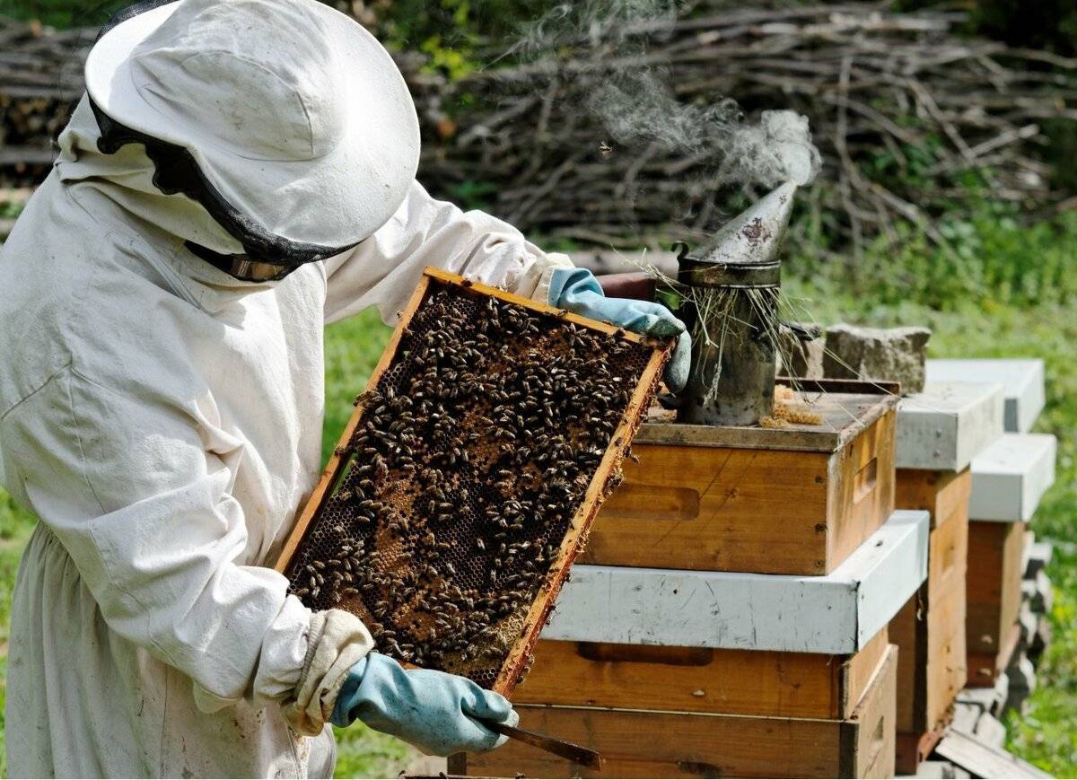 Современное пчеловодство - инновационные технологии и тенденции: методы, советы