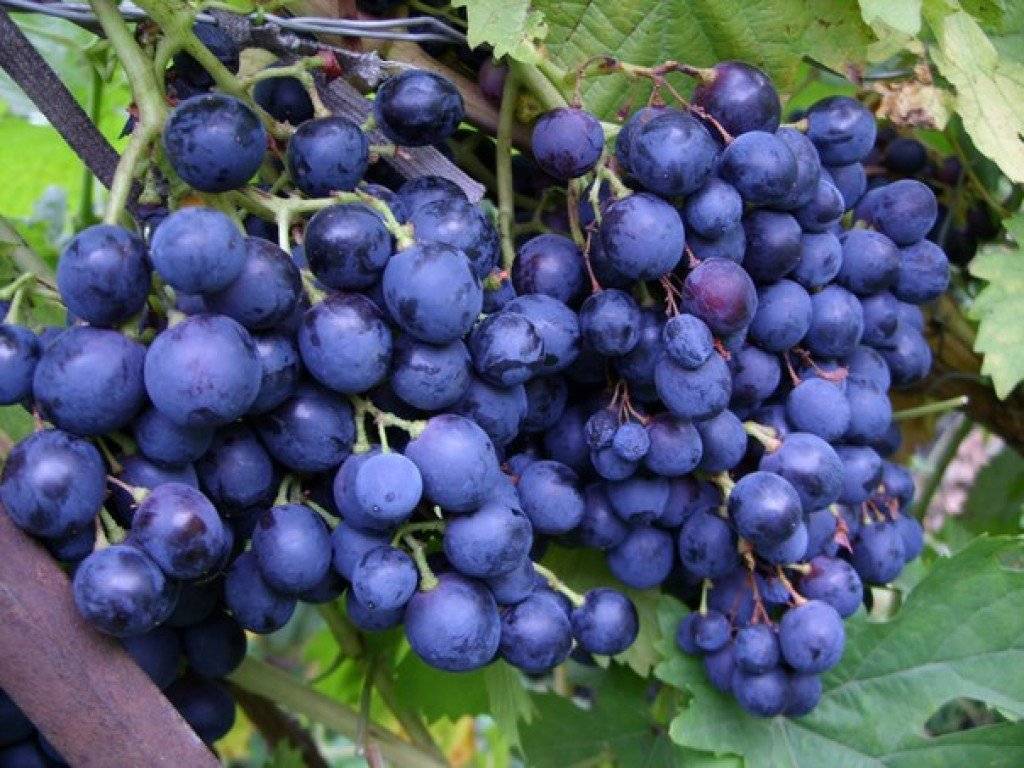 Сорт винограда загадка шарова, описание сорта с характеристикой и отзывами, особенности посадки и выращивания