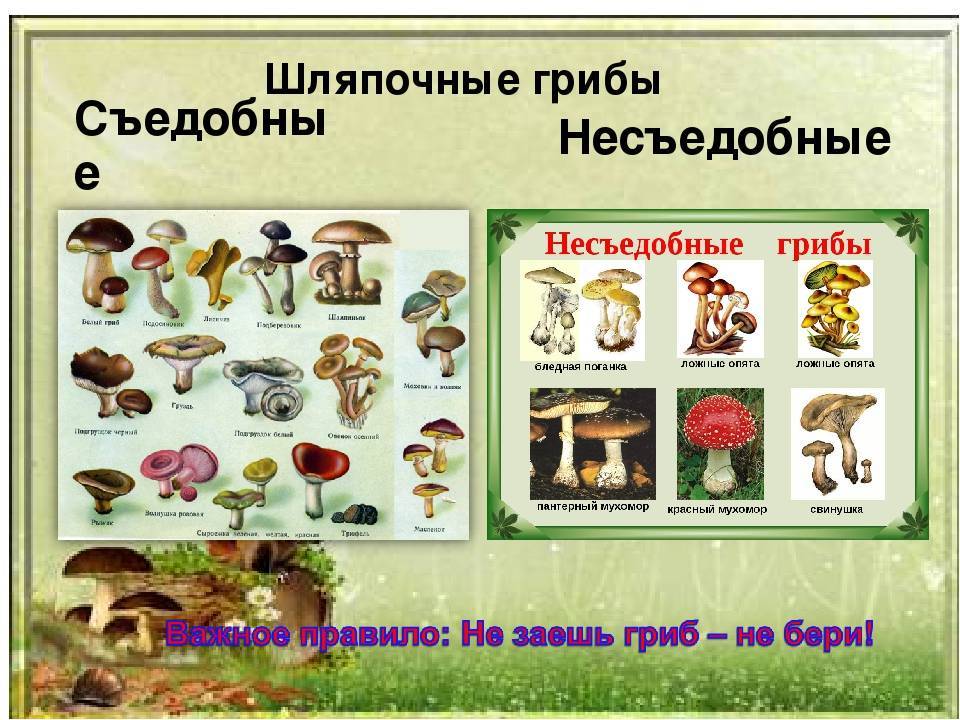 Грибы самарской области: места, виды съедобных грибов, описание, фото