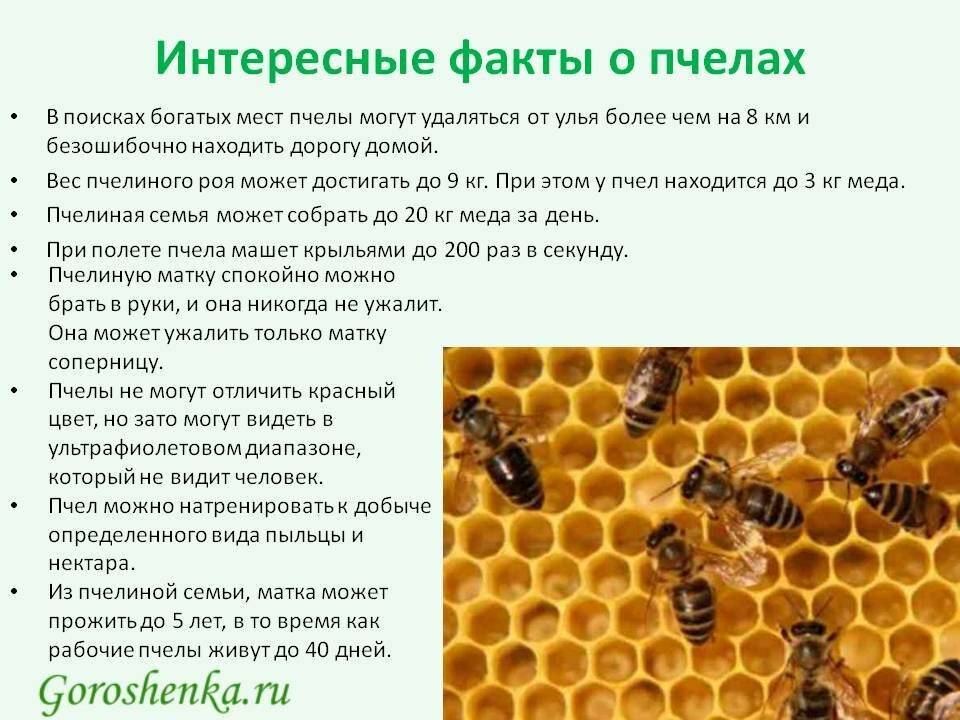 10 важных фактов о пчелах | журнал esquire.ru