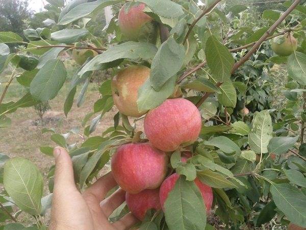 Описание сорта яблони россиянка: фото яблок, важные характеристики, урожайность с дерева